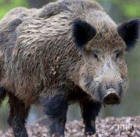 Заразени с африканска чума свине са засечени в община Берковица