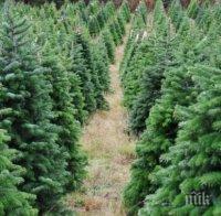 Високи цени на елхите в САЩ