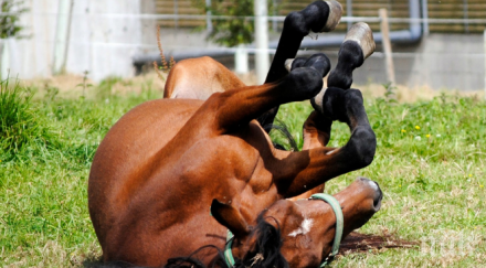 кон падна шахта пожарникари извадиха