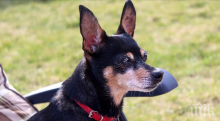 застреляха пинчер пенсионер видинско