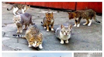 зловещо полицията бургас крак сериен убиец затри мъчителен начин бездомни котки