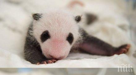 пандите близначета зоопарка берлин качиха кила снимки