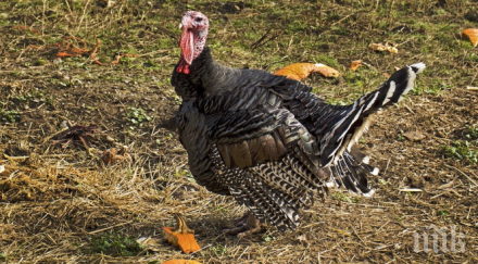 прошка хотел йорк помилва пуяка тръмп