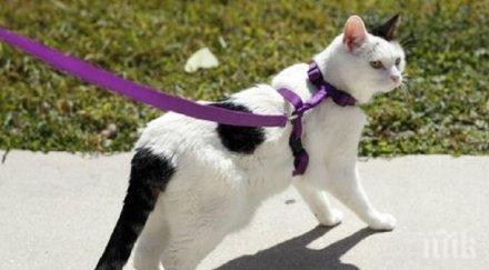 брюксел скочи каишките котки