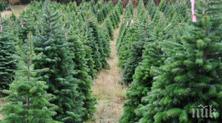 високи цени елхите сащ