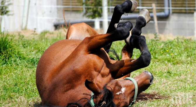 Кон падна шахта, пожарникари го извадиха