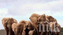 Русия дари на Габон пушки срещу убийци на слонове