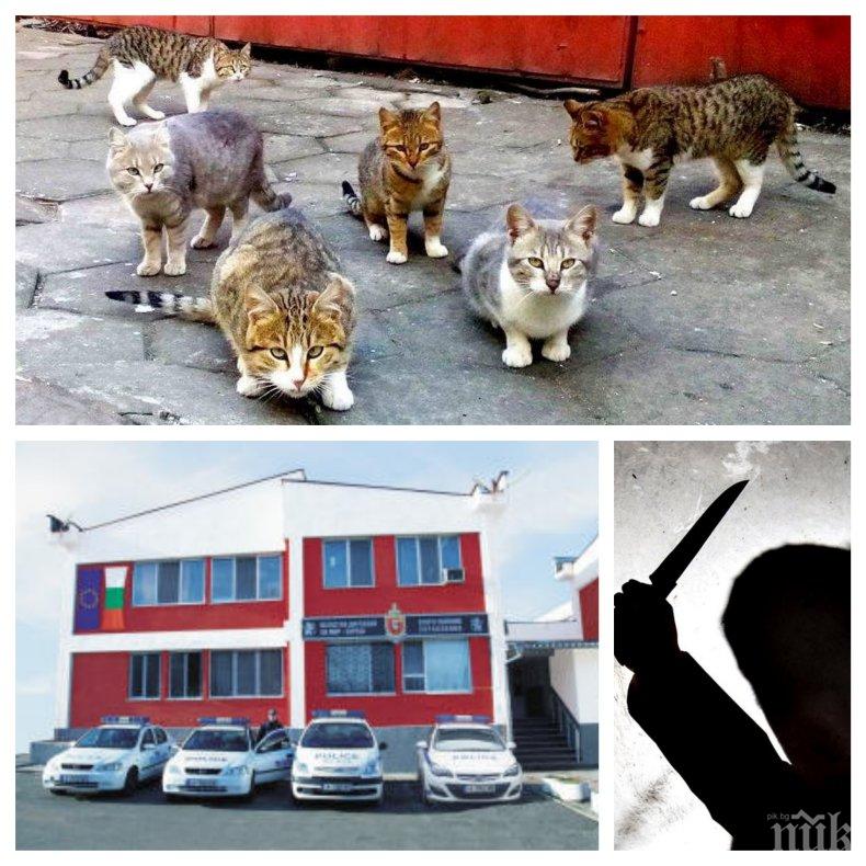 ЗЛОВЕЩО: Полицията в Бургас на крак - сериен убиец затри по мъчителен начин 30 бездомни котки