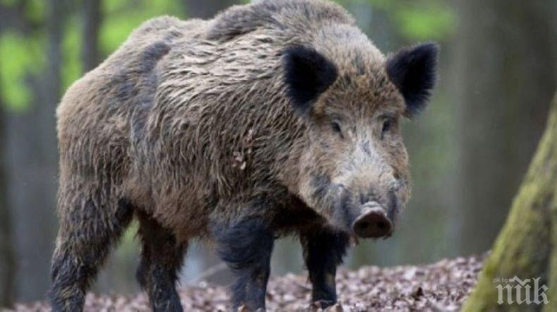 Заразени с африканска чума свине са засечени в община Берковица