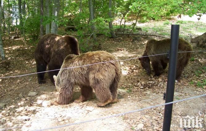 Приспиват мечките в Белица за зимата