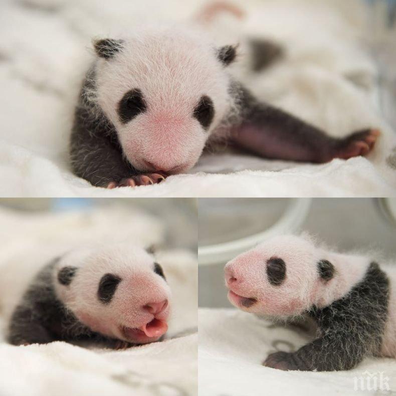 Пандите близначета в зоопарка в Берлин качиха до 5 кила (СНИМКИ)
