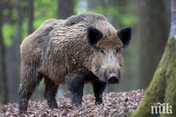 Нов случай на свинска чума блокира територии край Плевен