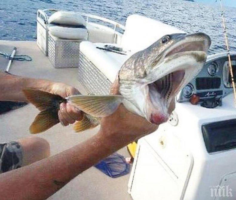 Извадиха пъстърва с две усти от езеро