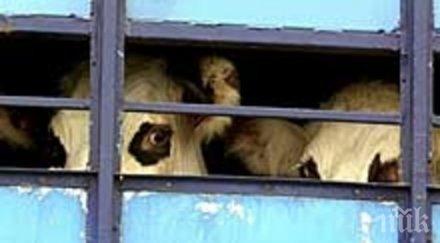 полицията кърджали лови нелегални трафиканти животни