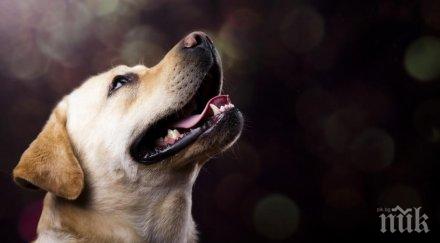 гръмнаха домашно куче смолян