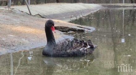 два черни лебеда изчезнаха парка благоевград откриха плуват струма