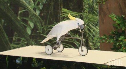 показаха уникални папагали изложба варна