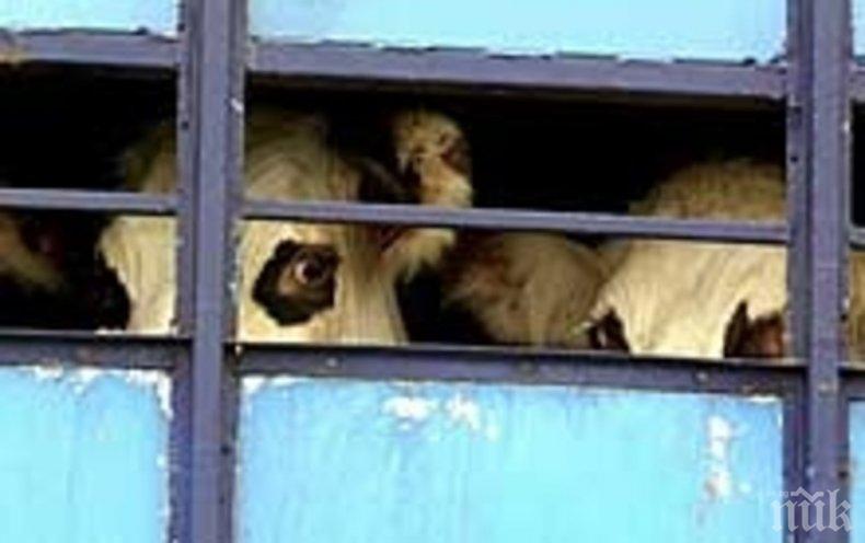 Полицията в Кърджали лови нелегални трафиканти на животни