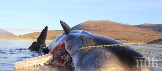 Откриха 100 кг боклук в стомаха на мъртъв кит (СНИМКА)