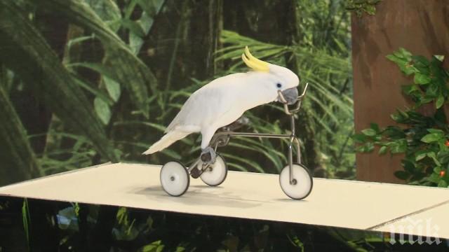 Показаха уникални папагали на изложба във Варна