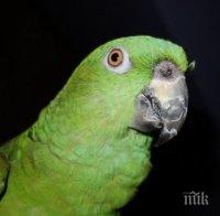 Откраднаха рядък вид папагал в Добрич