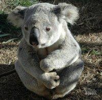 След пожарите в Австралия отделят терени за нов хабитат за коали
