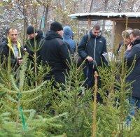 Ето за какво да внимавате, когато купувате жива елха