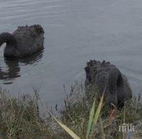 Черните лебеди бегълци отказаха да се върнат в Благоевград