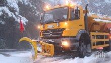 Патрулка нацели дърво заради непочистен път в Родопите (СНИМКА)