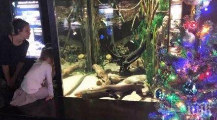 иновативно електрическа змиорка захранва украсата елха