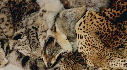 прогрес забраняват продуктите животински кожи сащ