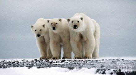 учените установиха намаляване мозъчните гънки полярните изследователи