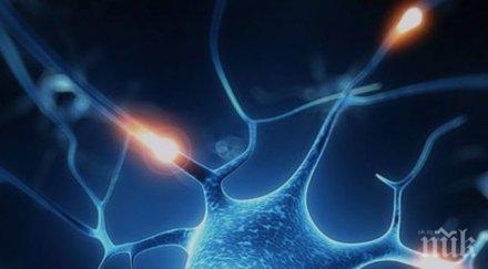 учени създадоха изкуствени нервни клетки