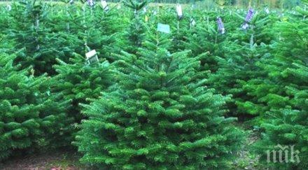 благотворителна кампания мзхг закупуване живи елхички