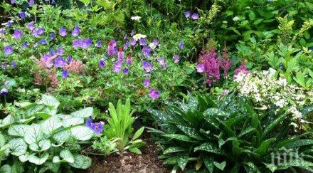 страшно растенията викат стрес