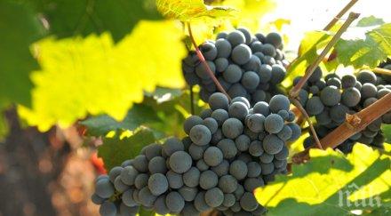 осъдиха годишна баба заради кражба тон грозде