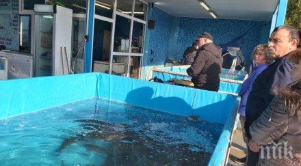 цаца риба никулден есетрата мързеливи шаранът пестеливи