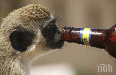 доказаха човечеството съществува заради алкохола