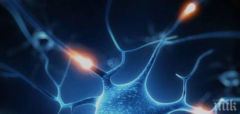 Учени създадоха изкуствени нервни клетки