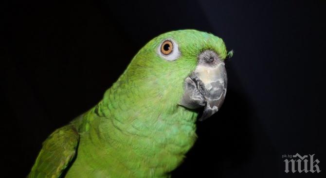 Откраднаха рядък вид папагал в Добрич