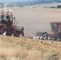 Бургаските щъркели влязоха в симбиоза с жетварски комбайни