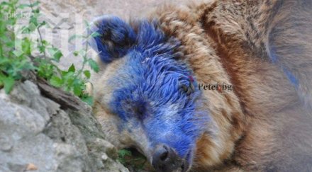 европа интересуват насинената мечка свобода