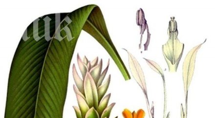 куркуминът изследваната съставка лекуваща рак