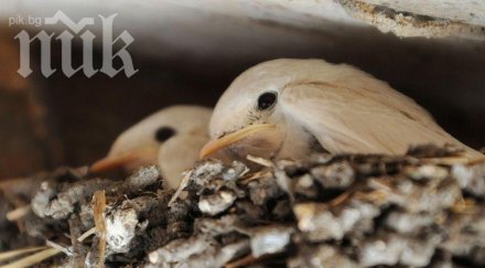 две бели лястовички появиха бял свят