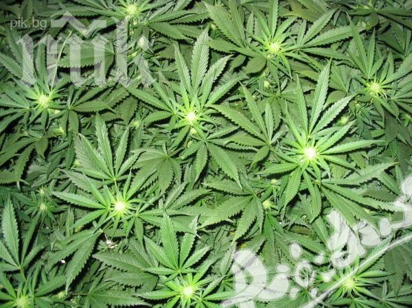 Спипаха 60-годишен с канабис в Сливен