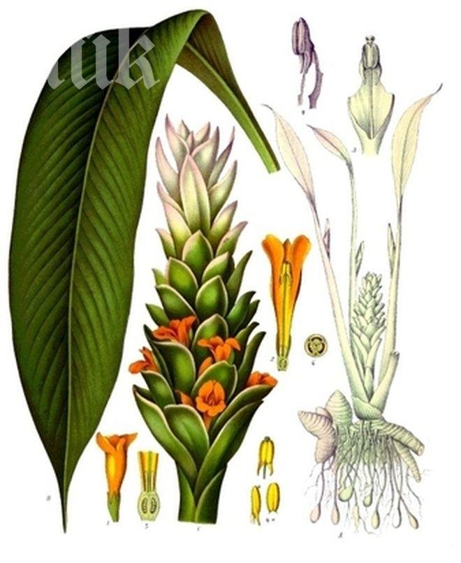 Куркуминът - най-изследваната съставка, лекуваща рак