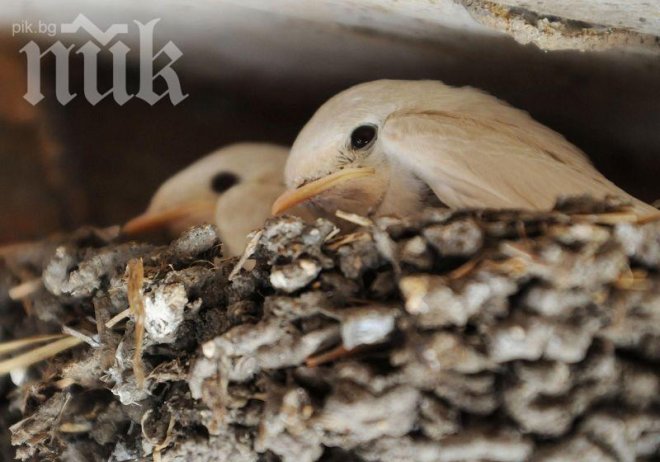 Нови две бели лястовички се появиха на бял свят