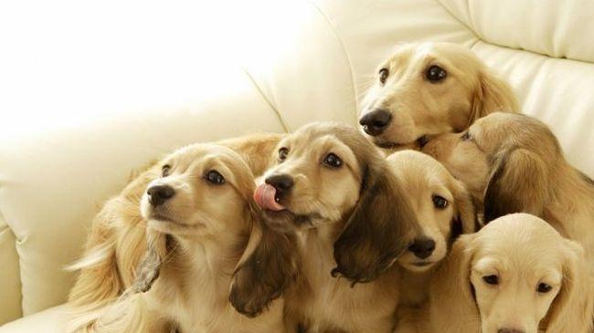 В САЩ пускат 24-часов канал само за кучета