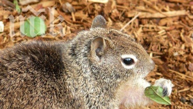 Катерица сее чума в Калифорния


