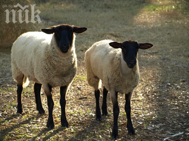 Нервак помете с камион 12 овце, влезли в нивата му